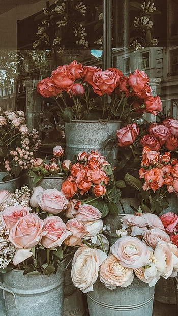 Flowers Aesthetic, Adorable, Beautiful HD phone wallpaper