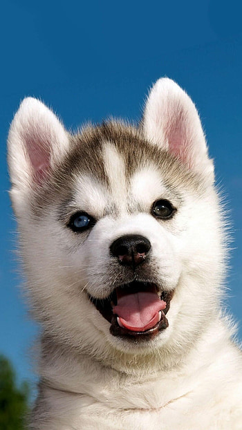 Cute husky puppies, , Cute animals, High-definition backgrounds HD phone wallpaper