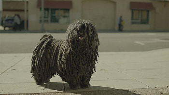 Bergamasco, Mop dog, Commercial star, Dog doctor HD wallpaper