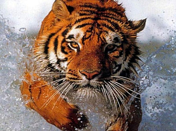 Tiger Charging , tiger, animals HD wallpaper