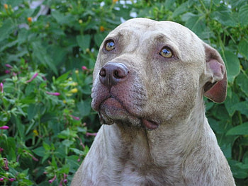 PRETTY PIT, animal, dog, face, cute, pitbull HD wallpaper