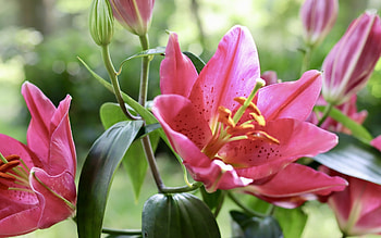 Lilies, pink, flowers, plants HD wallpaper