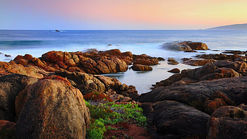 magnificent rocky shore, sea, shore, flowers, rocks HD wallpaper
