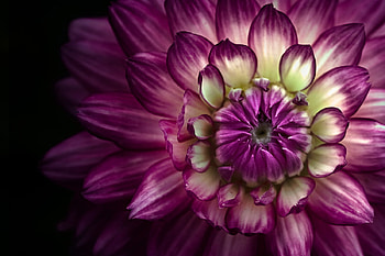 Precious, flower, dahlia, filters, nature, effects, cross processing HD wallpaper
