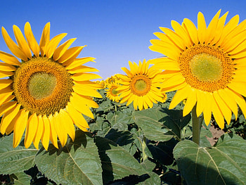 adi, nature, flowers HD wallpaper