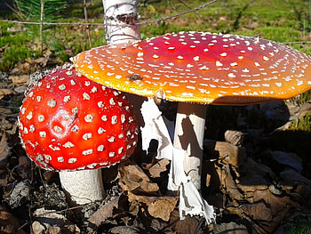 Plants, Mashrooms HD wallpaper
