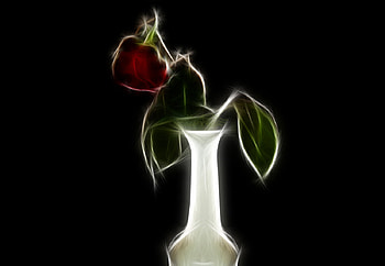 Red Rose, sweetwitchy, rose, aaangelitooo, red HD wallpaper