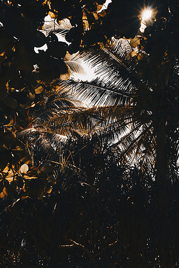 Nature, Leaves, Dark, Palm, Branches, Shadows HD phone wallpaper