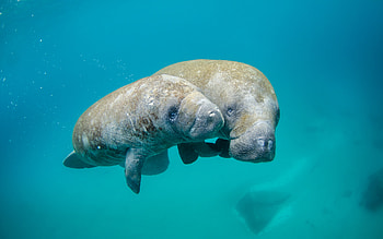 Manatees, , underwater world, mammals, mother and cub, cute animals, Trichechus, small manatee HD wallpaper