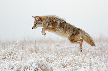 Coyote , , Digital ry, Mobile accessibility HD wallpaper