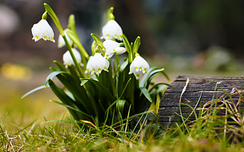 Plants, Flowers HD wallpaper