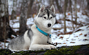 Animals, Snow, Hunt, Hunting, Husky, Collar, Attentiveness, Mindfulness HD wallpaper