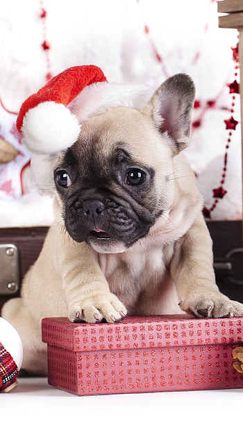 santa hat, Animal, puppy HD phone wallpaper