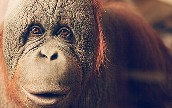 Orangutan , Wide range, Natural beauty, Wildlife sanctuary HD wallpaper