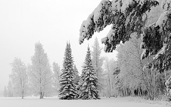Landscape, Winter, Nature, Snow, Branches, Branch, Frost, Hoarfrost, Gray Hair, Polyana, Glade, Ate, Severity, Heaviness HD wallpaper