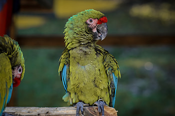 Animals, Parrots, Bird, Macaw HD wallpaper