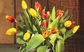 Flowers, Tulips, Greens, Bouquet, Buds, Big, Large, Bucket HD wallpaper