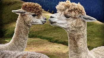 Captivating animal graphy, Endearing mother and child, Beautiful nature scenery, Llama beauty HD wallpaper