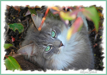 dream eyes cat for sawnoff, grey, greeneyes, cat, beautiful, close up HD wallpaper