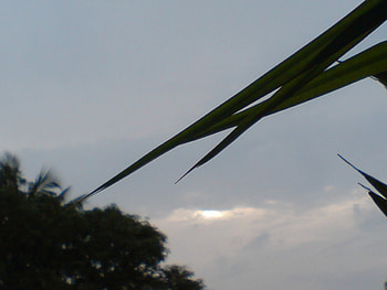 the sun will rise oneday, sky, leaves HD wallpaper