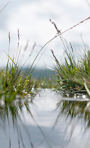 Plants, Water, Grass, Macro HD phone wallpaper