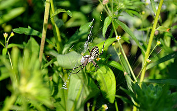 Insects, Spiders HD wallpaper