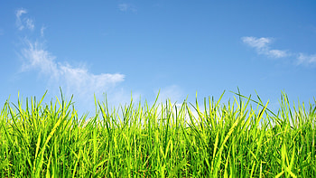 Grass and sky, Serene landscape, Nature's canvas, Peaceful ambiance HD wallpaper
