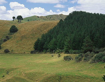 Nature, Trees, Mountains, Conifers, Coniferous, Meadows, Slopes, Pasture, Livestock, Cattle HD wallpaper