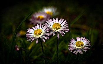 Plants, Flowers HD wallpaper