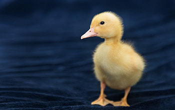 Duckling, blue, bird, yellow, cute, easter HD wallpaper