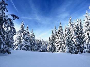 Sunny day, winter, pine trees, nature HD wallpaper