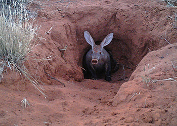Aardvark, Popular aardvarks, Cape anteater, Arover HD wallpaper