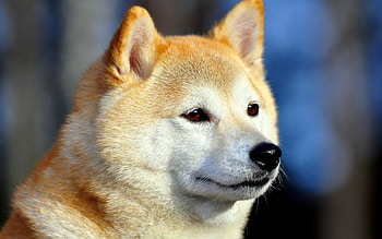 Animals, Dog, Muzzle, Sight, Opinion, Akita Inu HD wallpaper