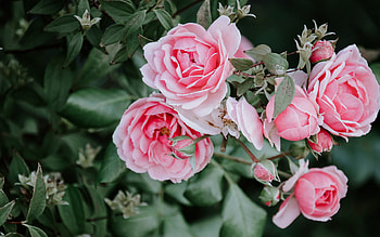 pink roses, rose bush, branch with roses, pink flowers, delicate roses, background with pink roses HD wallpaper