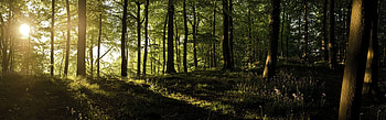 Dual screen forest , Nature's expanse, Panoramic view, Double the beauty HD wallpaper