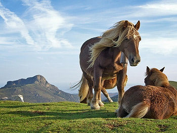 horse HD wallpaper