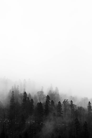 A captivating black and white view of a foggy forest in Bușteni, Romania. HD phone wallpaper