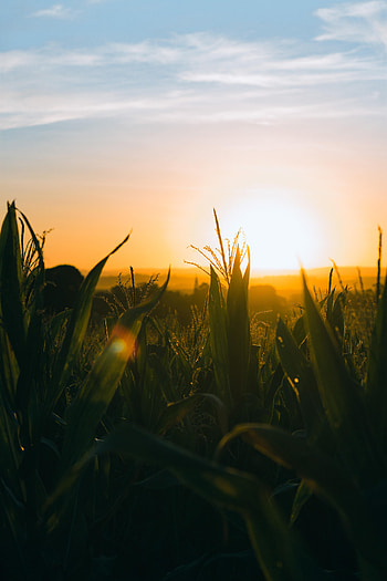 Nature, Sunset, Sky, Leaves, Rays, Beams, Field, Ears, Spikes HD phone wallpaper