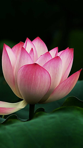 Pink Lotus, pink flower, flower, earth, nature, lotus HD phone wallpaper
