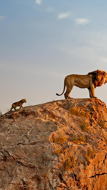 Lion King, Lion, Baby Lion HD phone wallpaper