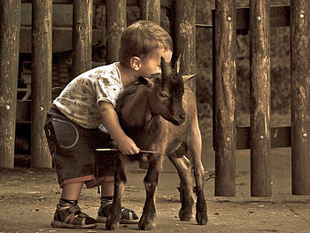 Kid w Goat, cool HD wallpaper