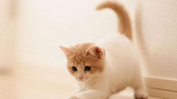Kitten, Pets HD wallpaper