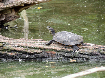 Keep Your Chin Up, Reptile, graphy, Summer, Tyrtle, Turtle, Animal, Log HD wallpaper