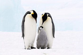 Penguin, Animal , HQ , Stunning visuals HD wallpaper