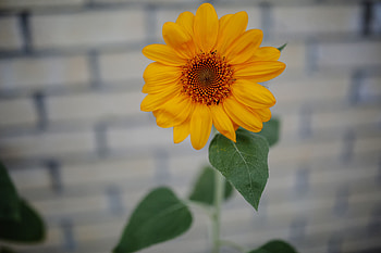 Flowers, Petals, Bud, Blur, Smooth, Bloom, Flowering, Sunflower HD wallpaper