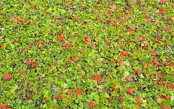 Nature, Grass, Autumn, Leaves, Greens HD wallpaper