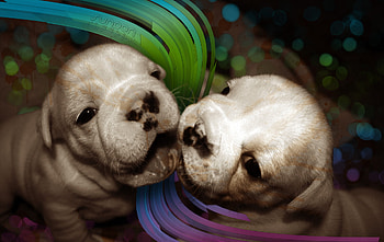 kissing pups, b, a, c, d HD wallpaper