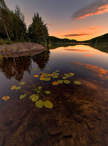 Plants, Nature, Trees, Sunset, Stones, Lake, Spruce, Fir HD phone wallpaper