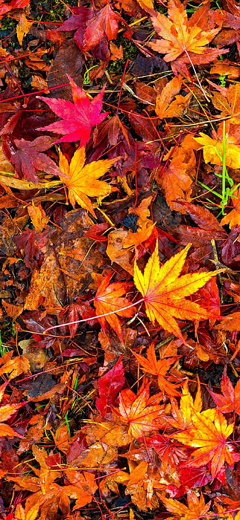 Leaves , Nature's beauty, Backgrounds HD phone wallpaper