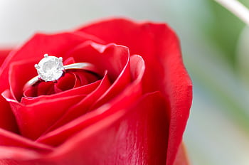 Close-up of a shining diamond ring resting on a vibrant red rose, epitomizing elegance and romance. HD wallpaper